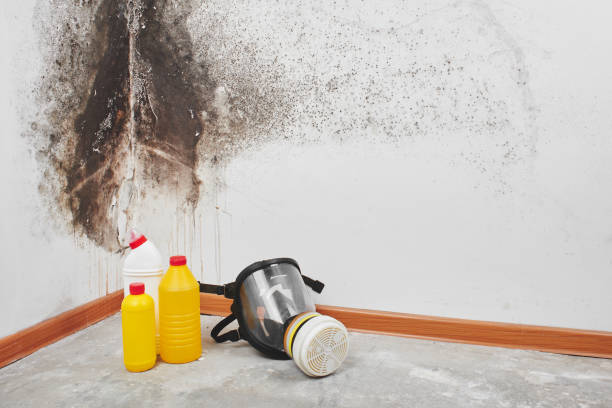 Lino Lakes, MN Mold Removal Company