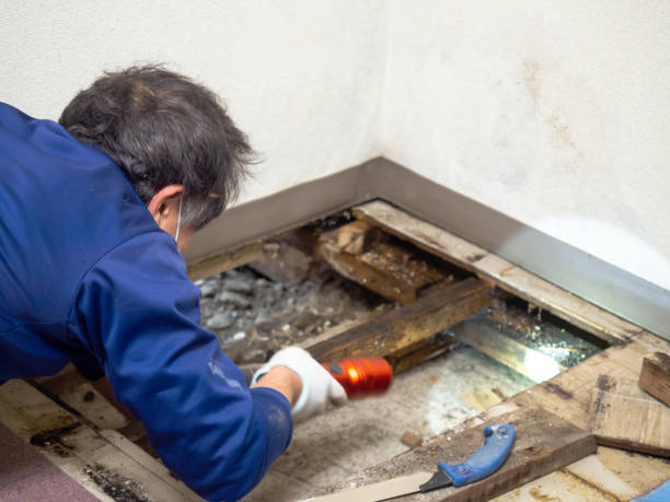 Best Professional Mold Removal  in Lino Lakes, MN