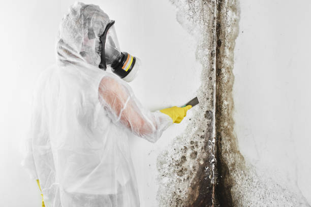 Best Mold Removal Specialists  in Lino Lakes, MN