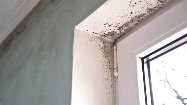 Best Mold Removal Near Me  in Lino Lakes, MN
