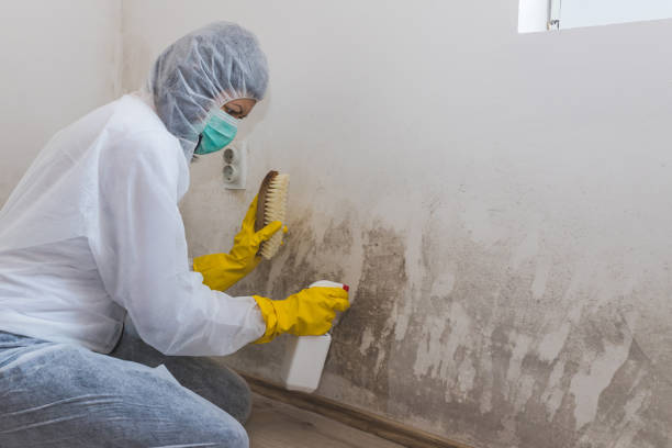 Best Home Mold Removal  in Lino Lakes, MN