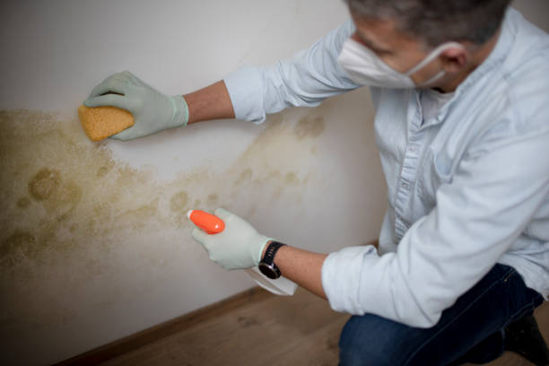 Best Fast Mold Removal  in Lino Lakes, MN