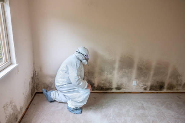 Best Mold Remediation  in Lino Lakes, MN
