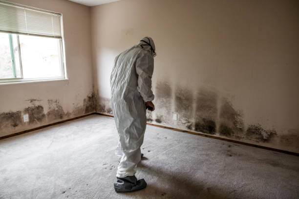 Best Mold Testing  in Lino Lakes, MN