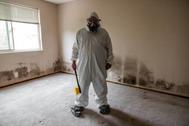 Best Attic Mold Removal  in Lino Lakes, MN